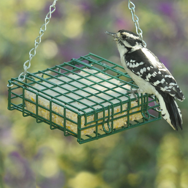 Droll Yankees Suet Bird Feeder Wayfair